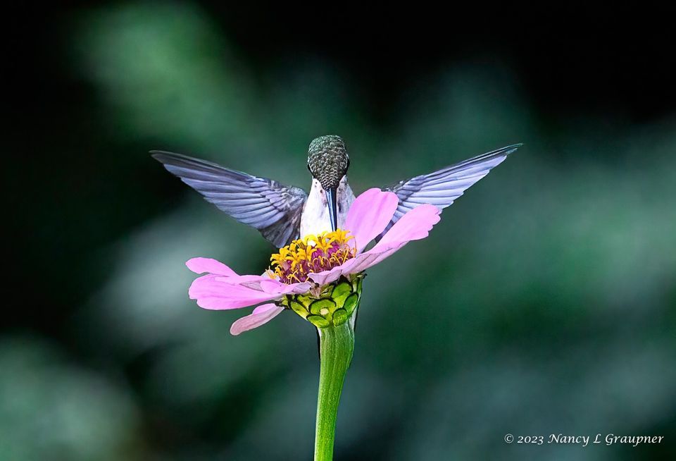 Backyard Horticulture Class Harwich, Harwich Community Center