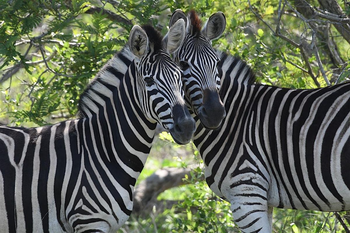 Safari Wine Tour at Grapetown Vineyard | Event in Fredericksburg | AllEvents