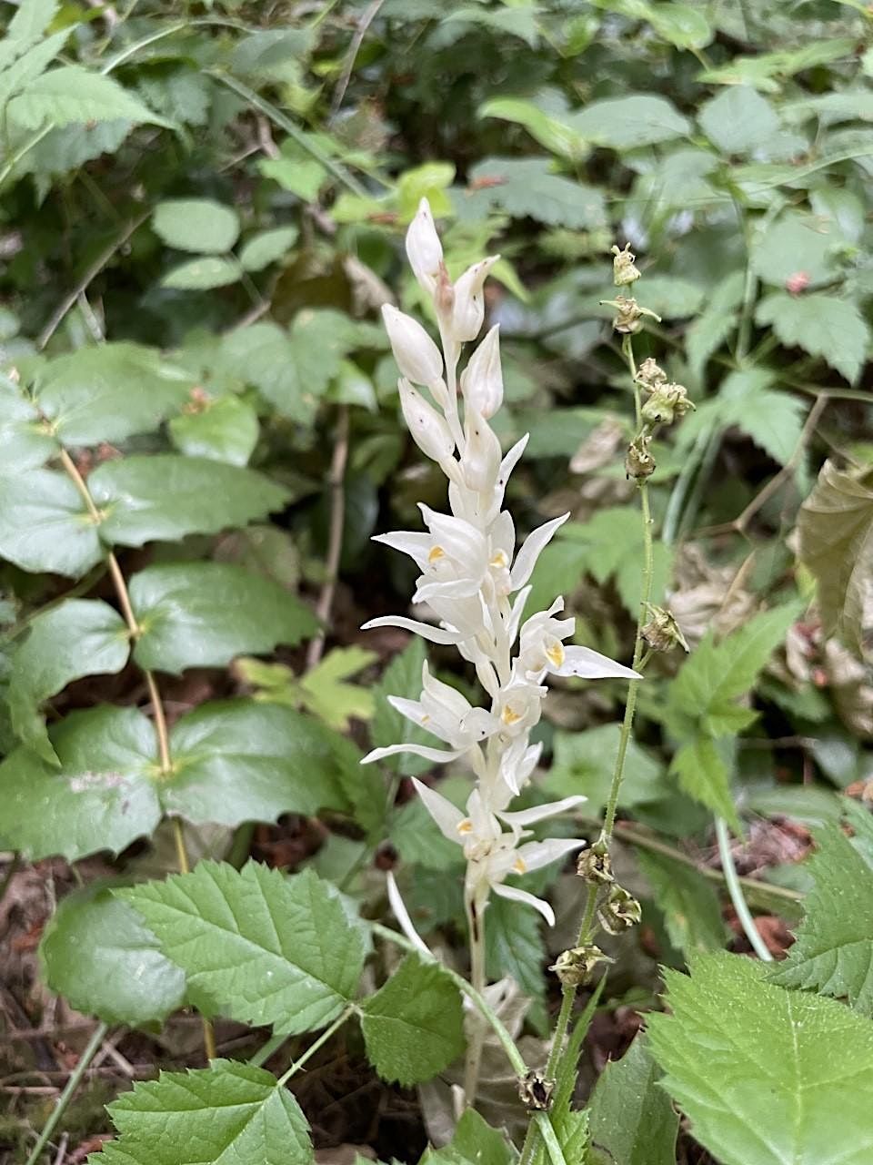 Pacific Northwest Plants, Tryon Creek State Natural Area, Portland, May