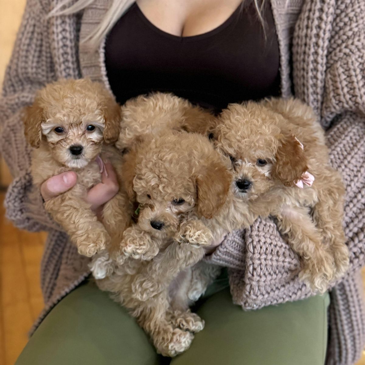 Puppy Yoga in New York - Chelsea, Manhattan | Event in New York | AllEvents