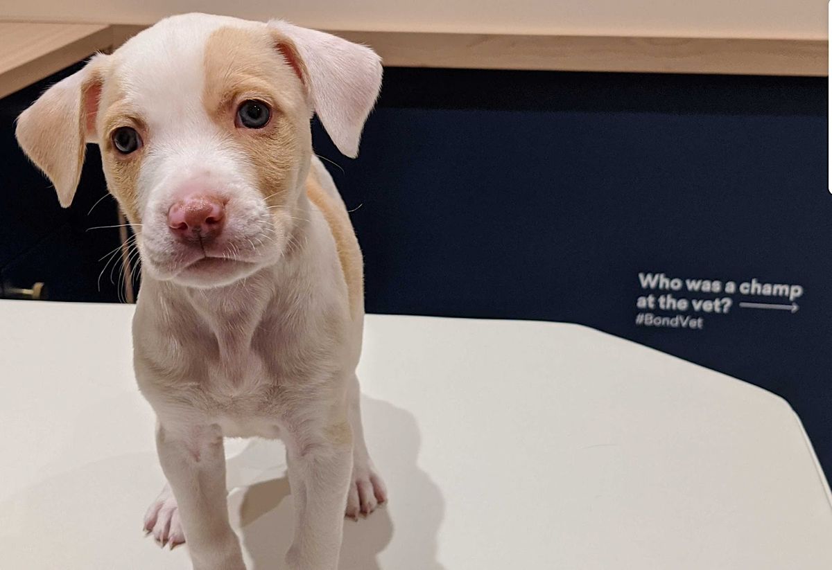 Puppy Social Hour, Bond Vet Astoria, Queens, October 28 2023