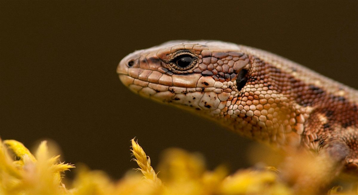 Reptiles of Surrey, 8 May | Event in Haslemere | AllEvents