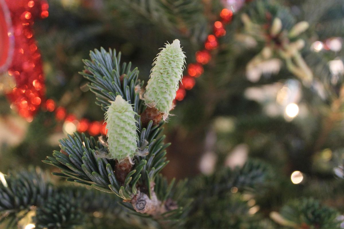 Christmas Programs Kalamazoo Area 2021 Christmas 2021 Events Activities In Kalamazoo Allevents In Christmas Programs Kalamazoo Area 2021 Christmas 2021 Events Activities In Kalamazoo Allevents In