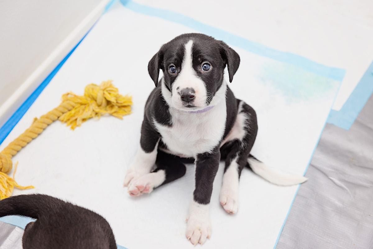 Puppy Training Seminar potty & crate training, jumping and biting