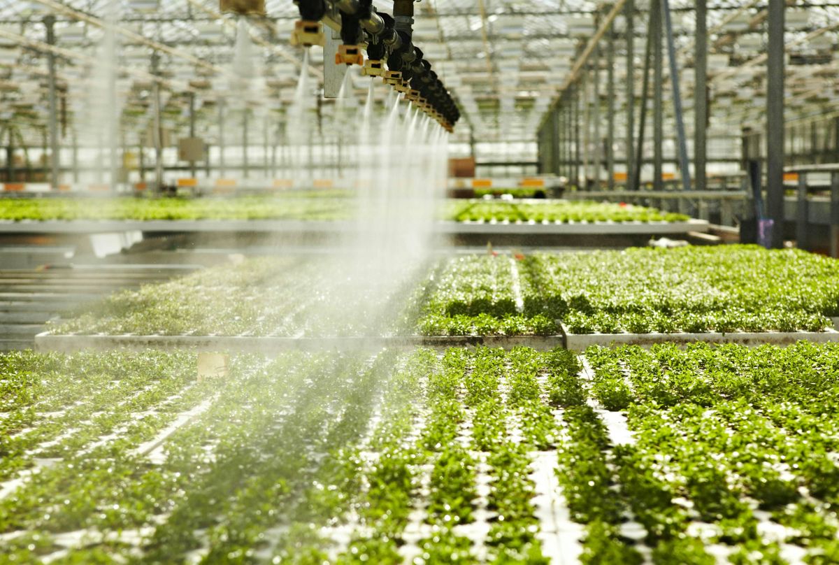 Greenhouse Tour 1, Wojo's Greenhouse, Brandon Township, February 10