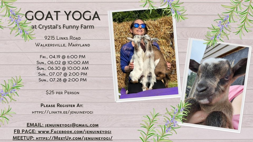 Goat Yoga @ Crystal's Funny Farm