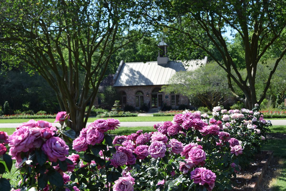 Everyday Roses A Paul Zimmerman Lecture LSU AgCenter Botanic Gardens everyday-roses-a-paul-zimmerman-lecture-lsu-agcenter-botanic-gardens