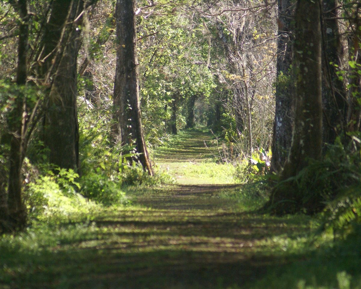 Guided Walk: CREW Bird Rookery Swamp (Saturday), Bird Rookery Swamp ...