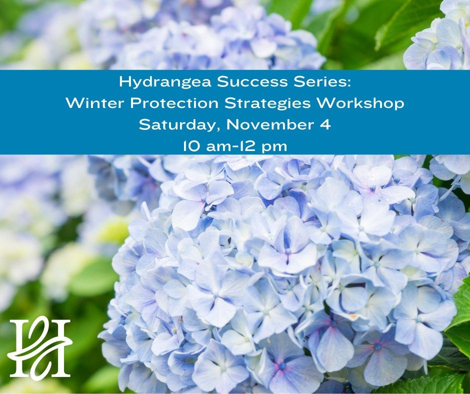Hydrangea Success Series Winter Protection Strategies