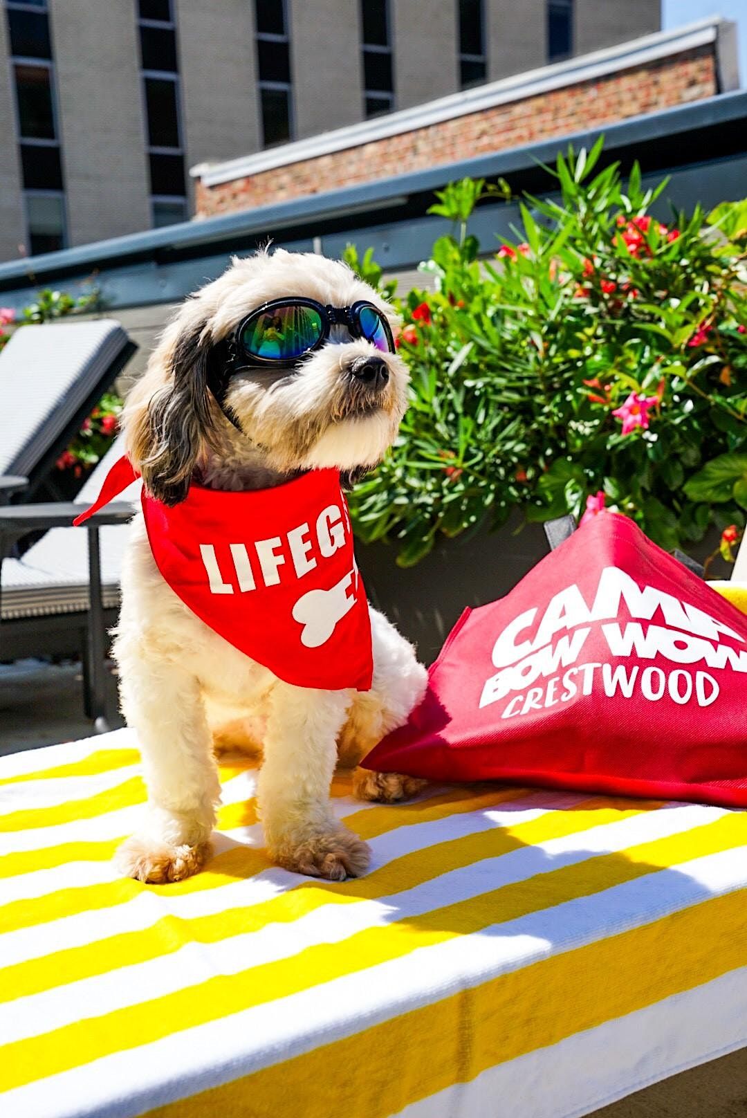 Paws in the Pool, Le Meridien St. Louis Clayton, October 1 2023