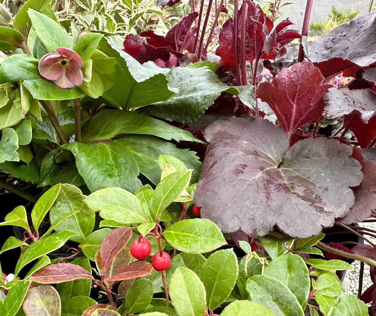 Evergreen Perennials, Sunnyside Nursery, Marysville, October 22 2023