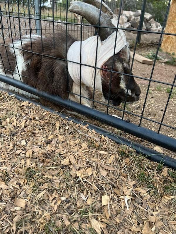 Goat Yoga for Clyde, Missouri Heights, Carbondale, August 13 2022