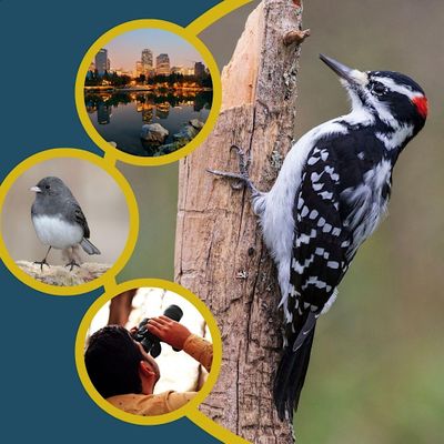 Birding On St. Patricks Island