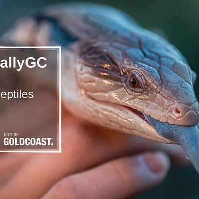NaturallyGC Kids-Scaly Reptiles