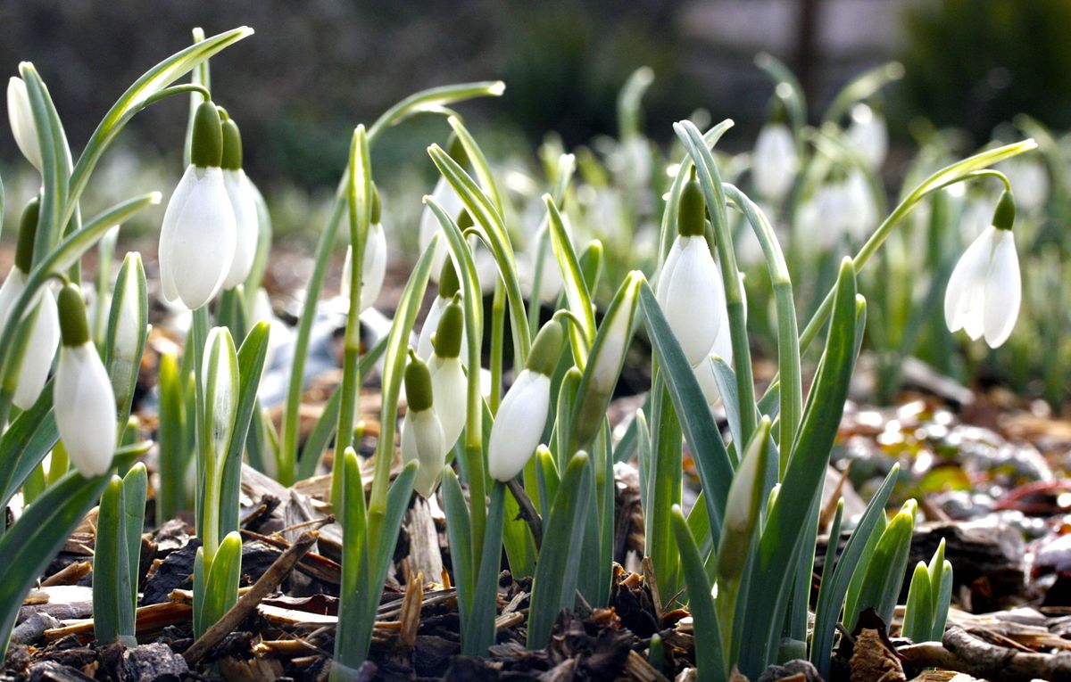 Snowdrop Sensation 2024 Great Comp Garden Sevenoaks 18 February 2024