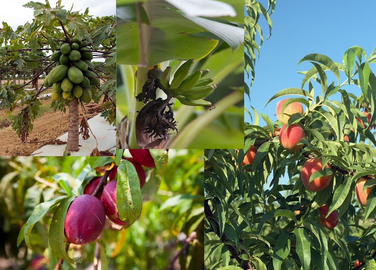 First Fridays in the Garden: Growing a Food Forest: Edible Trees for FL ...