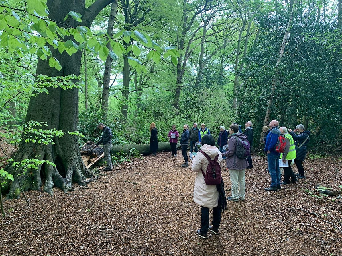 The Veteran Trees and Ancient Rhododendrons of Childwall Woods
