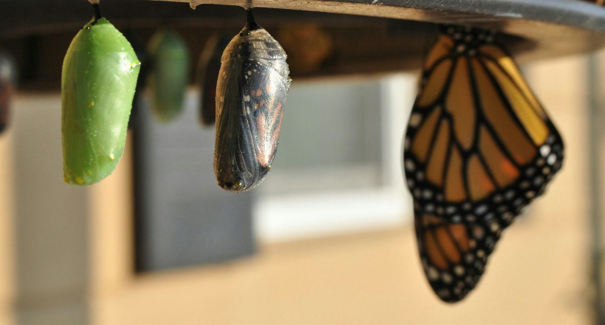 Transforming Forward: Rebuilding Life with Intention and Wellness