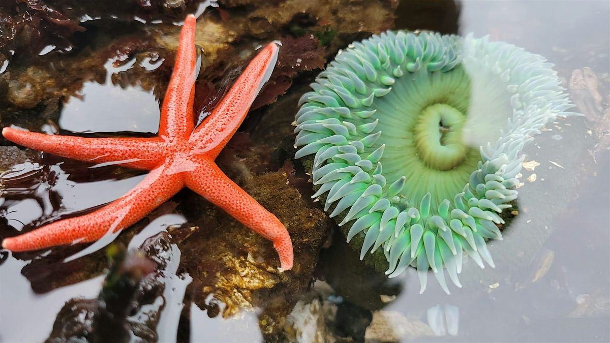 Low Tide Beach Exploration, Point White Dock, Bainbridge Island, 22