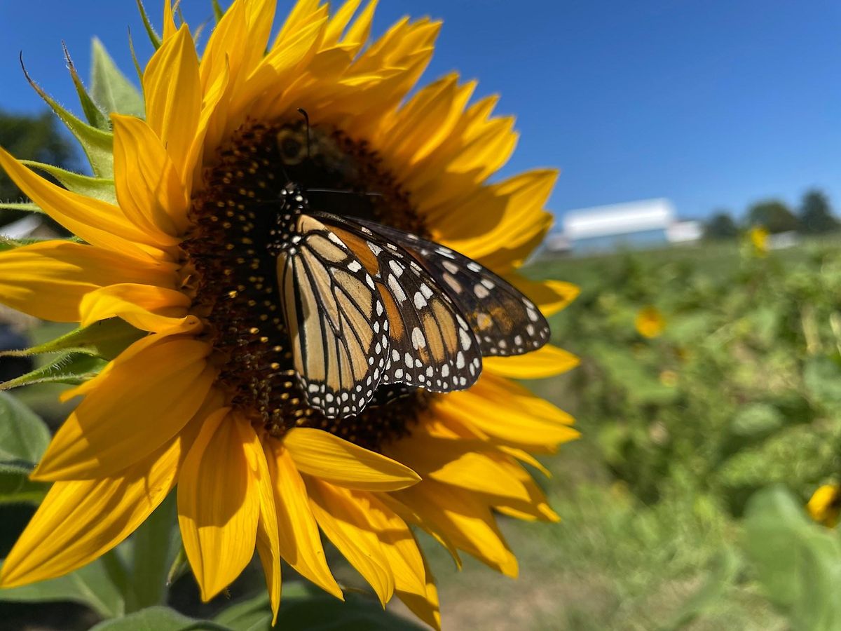 Southern Maryland Sunflower Festival 2025, Serenity Farm, Inc