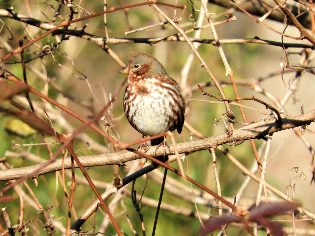 Hilltop Reservation, Hilltop Reservation, North Caldwell, February 1