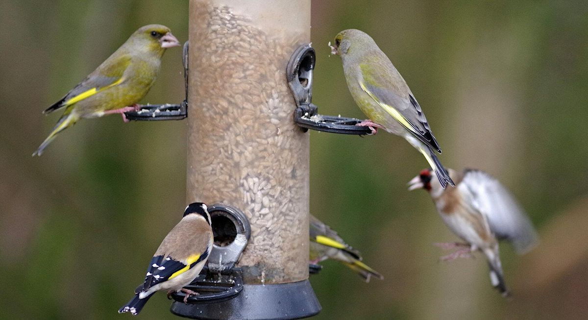 Chigwell Meadows Bird Feeders and Nature Walk (3-10 years), Roding ...