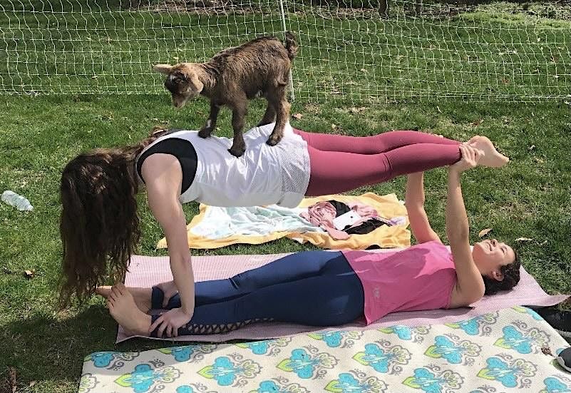 Goat Yoga in the Garden, Kalmia Garden Joslin Education Center