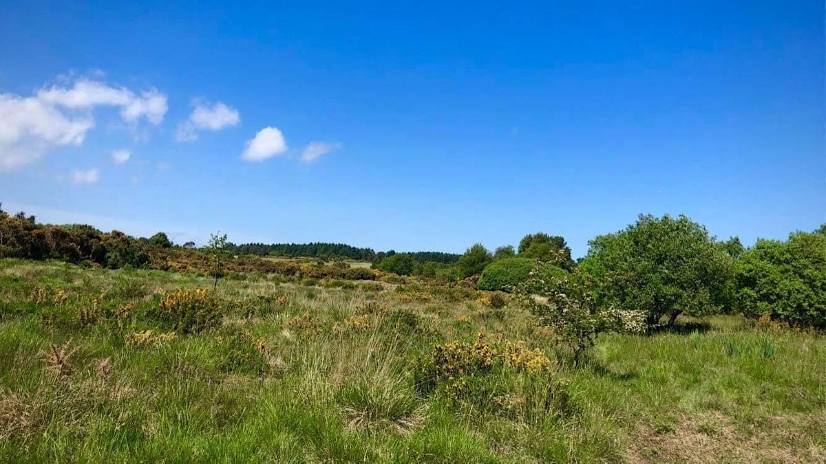 Volunteer Day Gorse Busters at Scotstown Moor LNR, Scotstown Moor