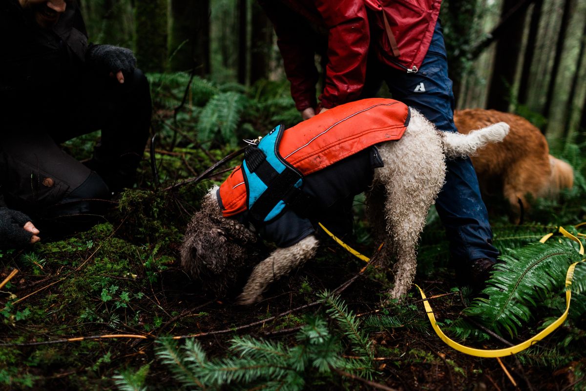 Truffle Dog Hunt & Foragers Feast A Forest to Fork Experience