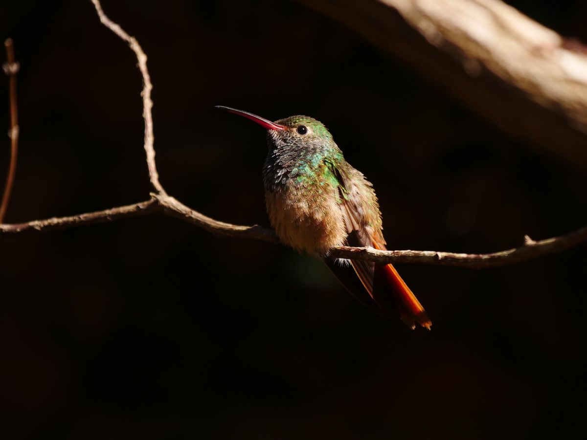 birding-basics-hilltop-arboretum-fall-2022-hilltop-arboretum