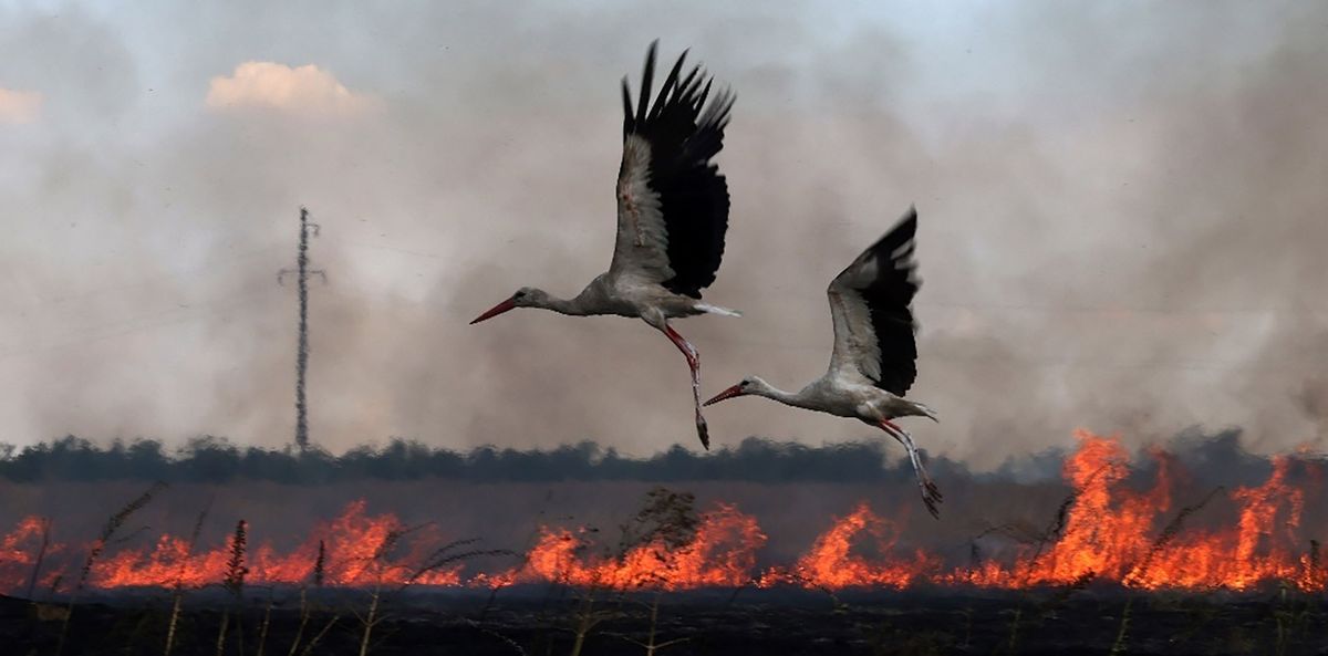 Birds of Fire, 19 December | Event in Hagerstown | AllEvents