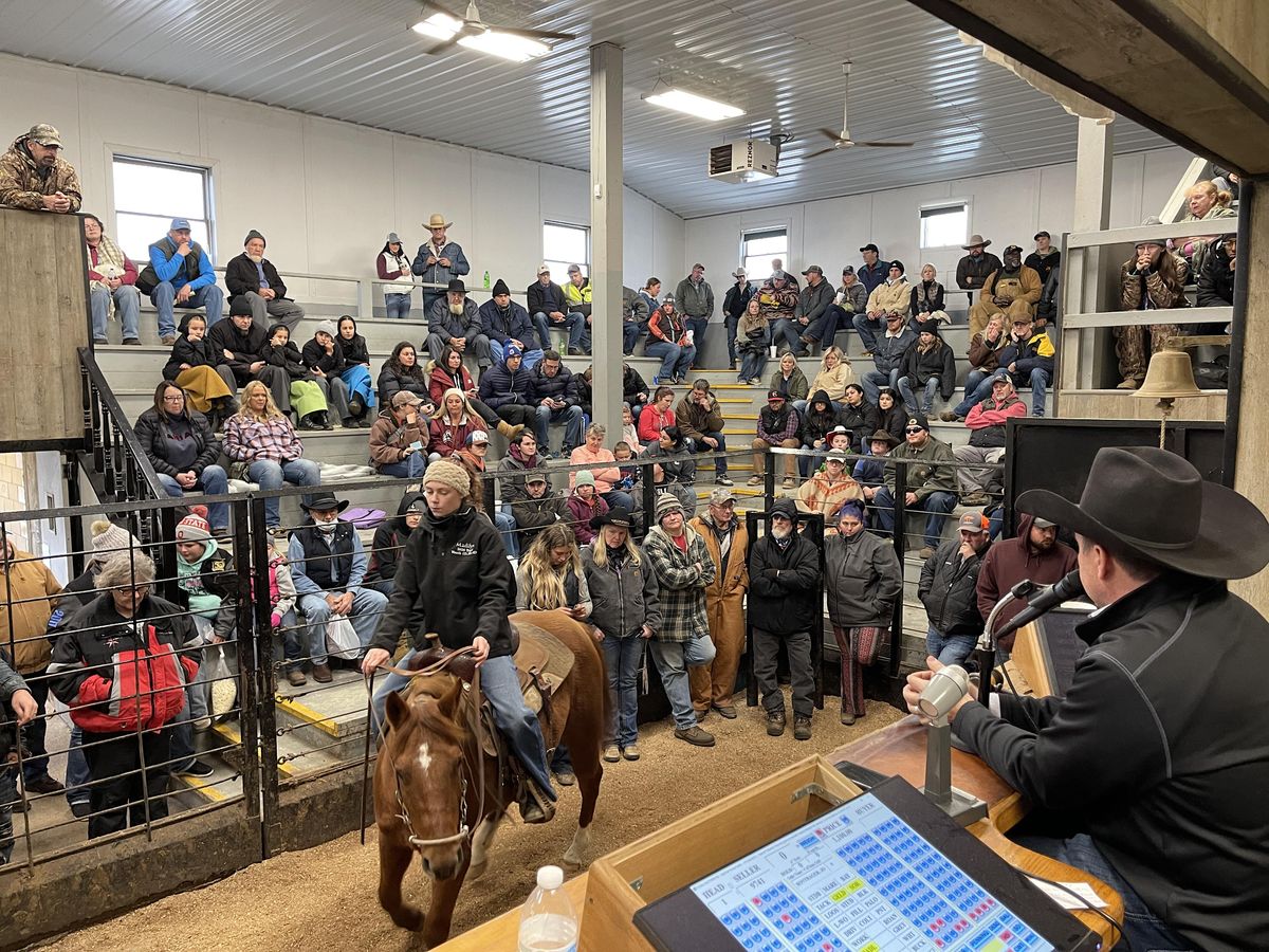 Shipshewana Black Friday Horse Sale, Shipshewana Auction, 24 November