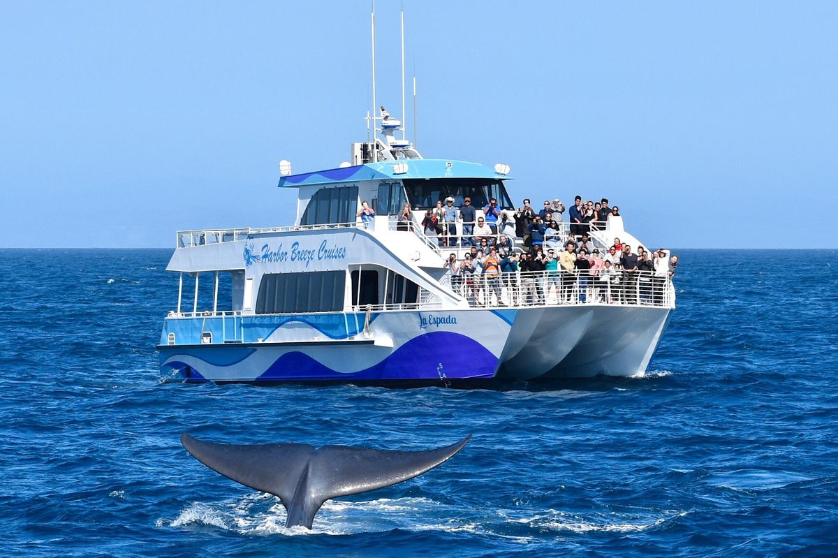 Weekday Long Beach Whale Watch and Dolphin Tour, 100 Aquarium Way, Long