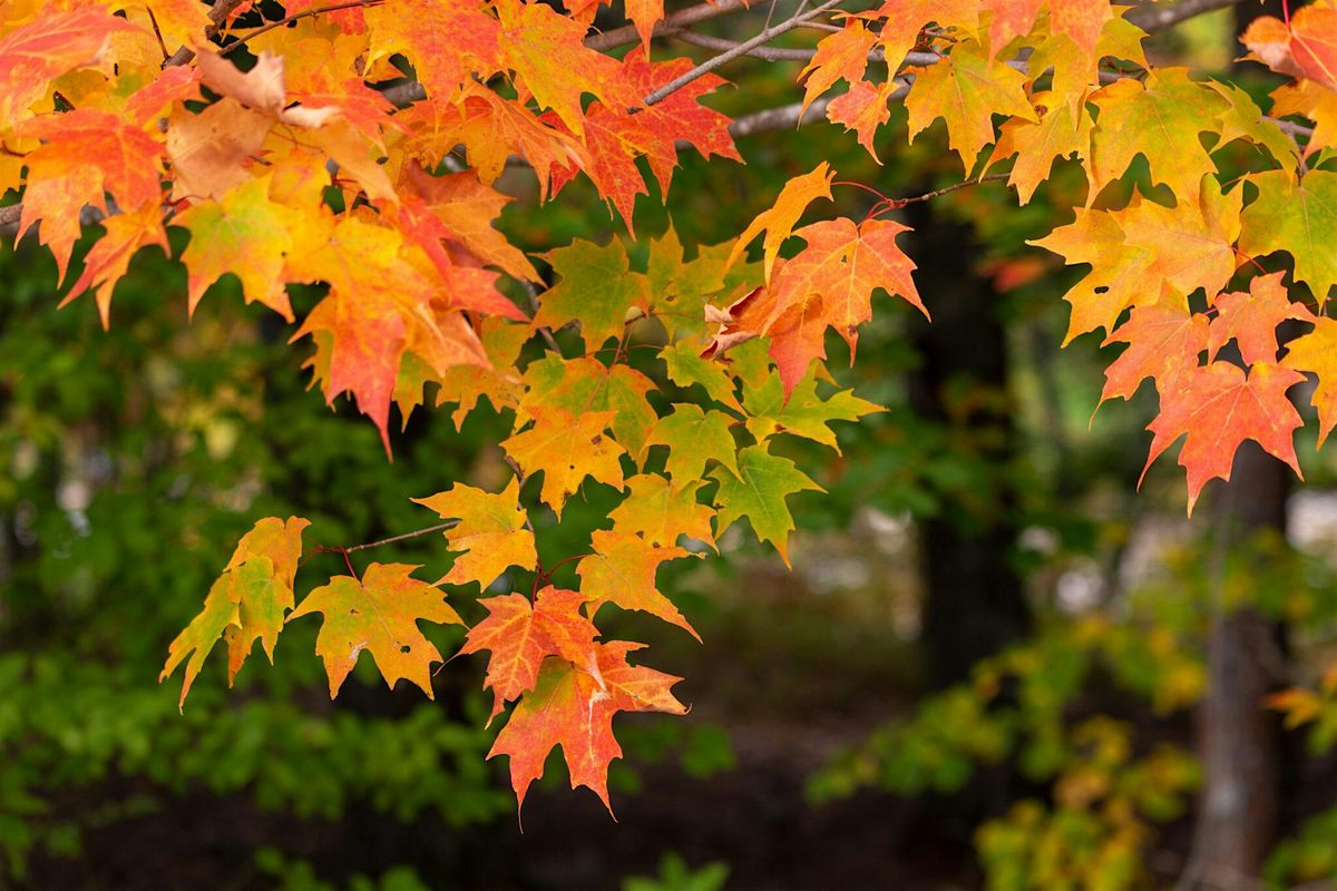 mindful autumn walk, with guided meditation, 23 November | Event in London | AllEvents