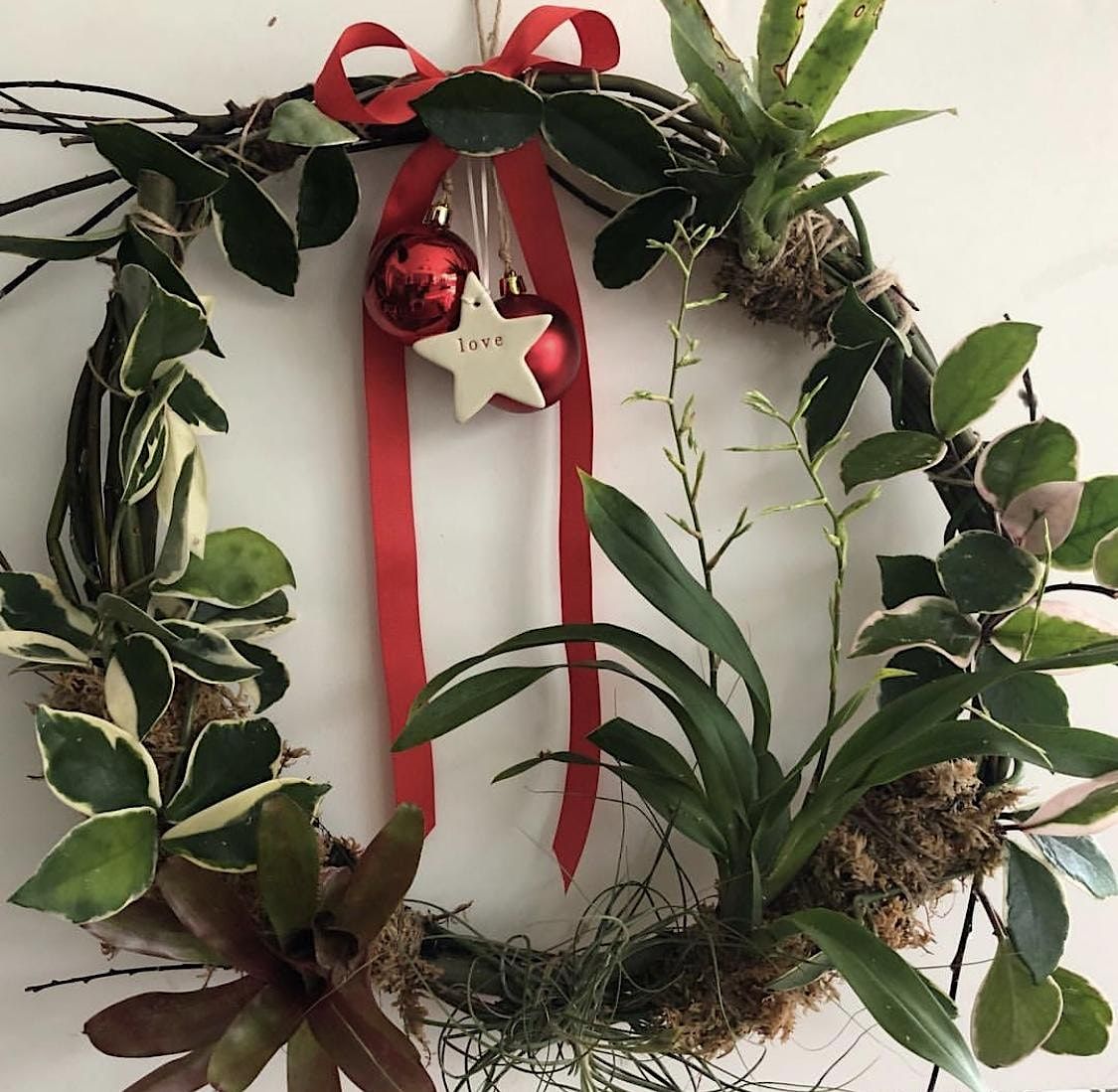 Living Christmas Wreath Mappin's Nursery & Aquarium, West End Living Christmas Wreaths