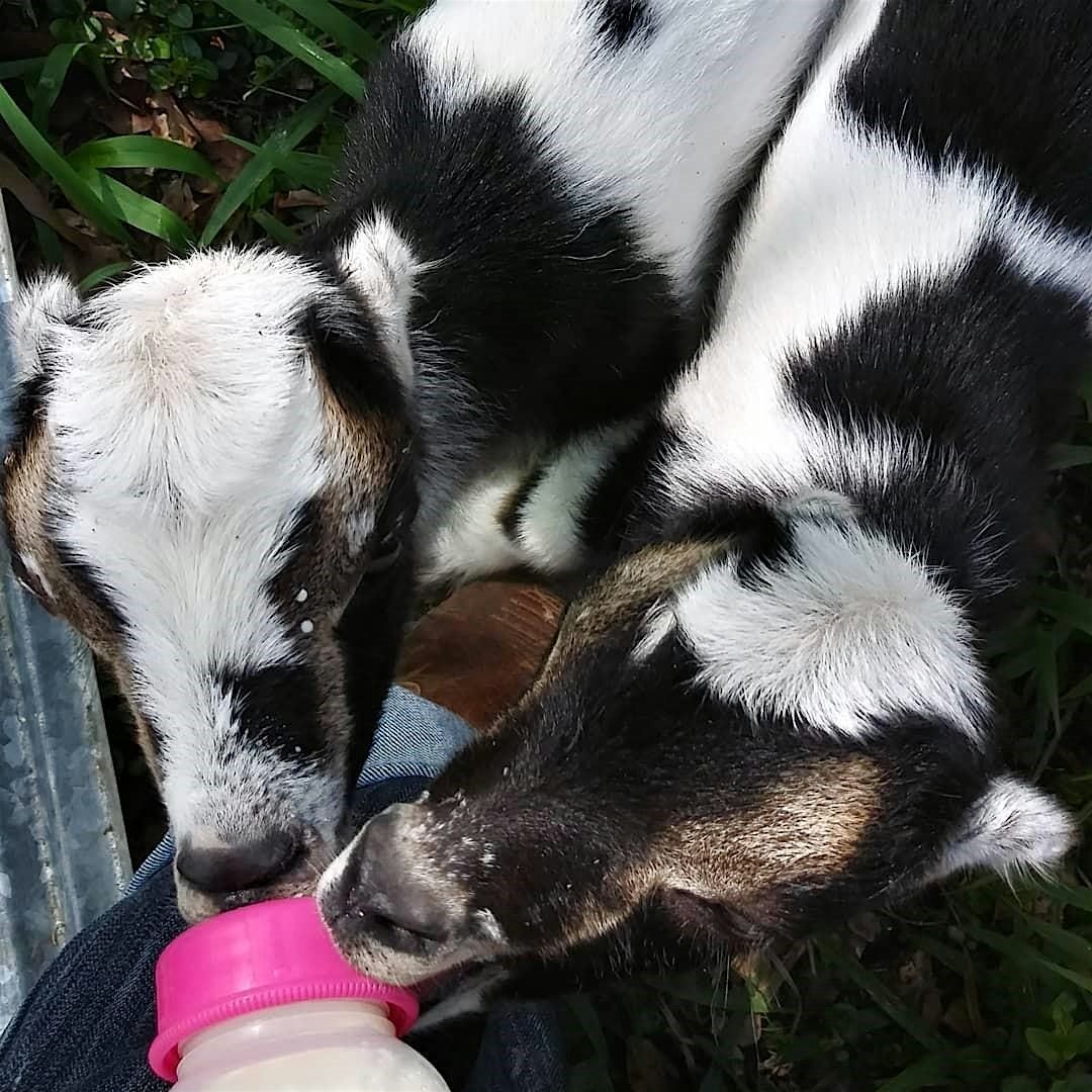 Bottle Baby Basics  for Goats, 17 January | Event in Bogue Chitto | AllEvents