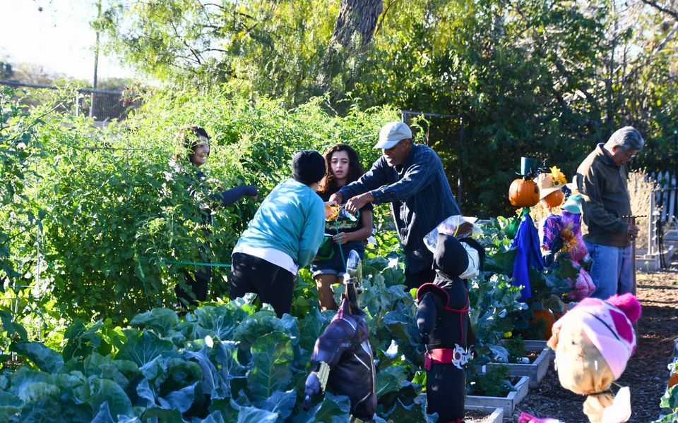 Prepare and Plan for Fall and Winter Vegetable Gardens, San Antonio ...