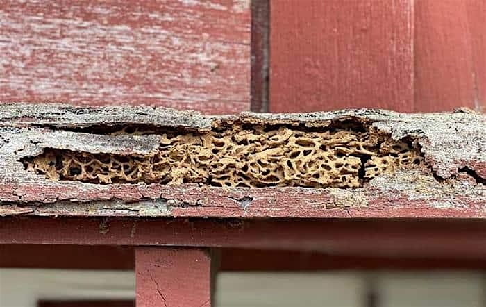 Lets Talk Termites! A Realtor Exclusive C.E. Class, First Priority ...
