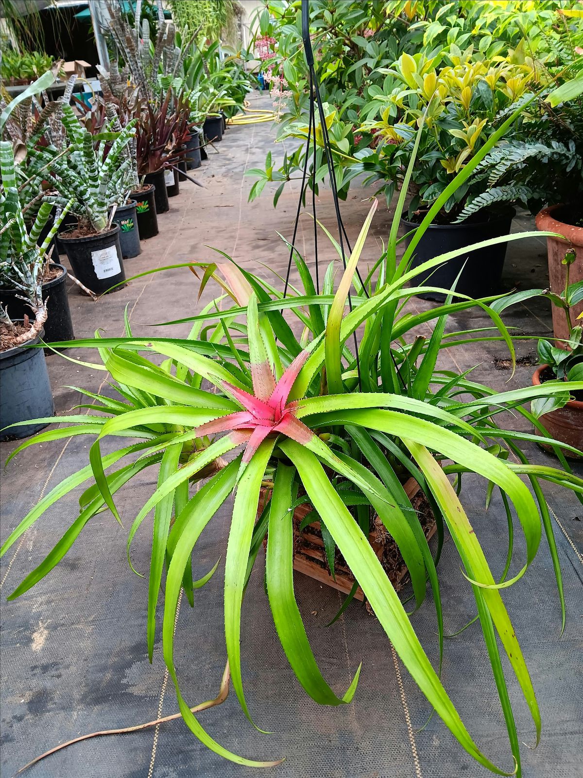 The Perfect Houseplant Bromeliad Neoregelia, The Landcraft Garden