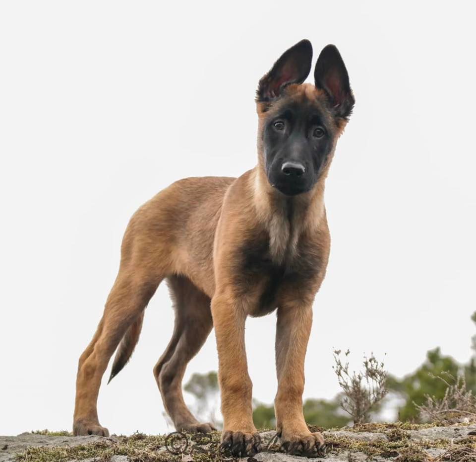 Pets Hundeinstruktør Valpekurs Lofoten, Svolvær, Norway, February 25 to February 26 | AllEvents.in Pets Hundeinstruktør... 