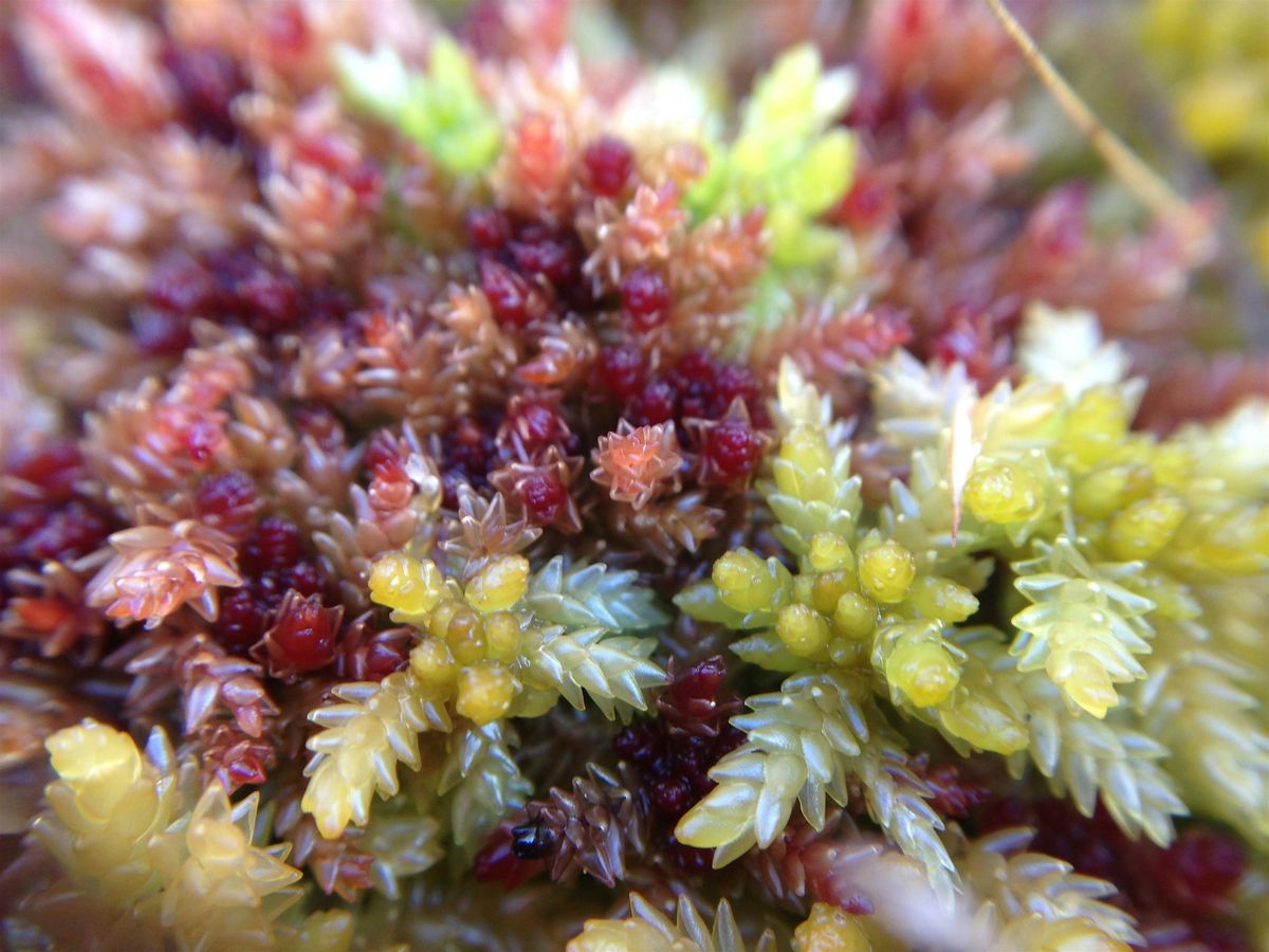 Sphagnum Mosses: Field Identification Course, 2 October | Event in Brockenhurst | AllEvents
