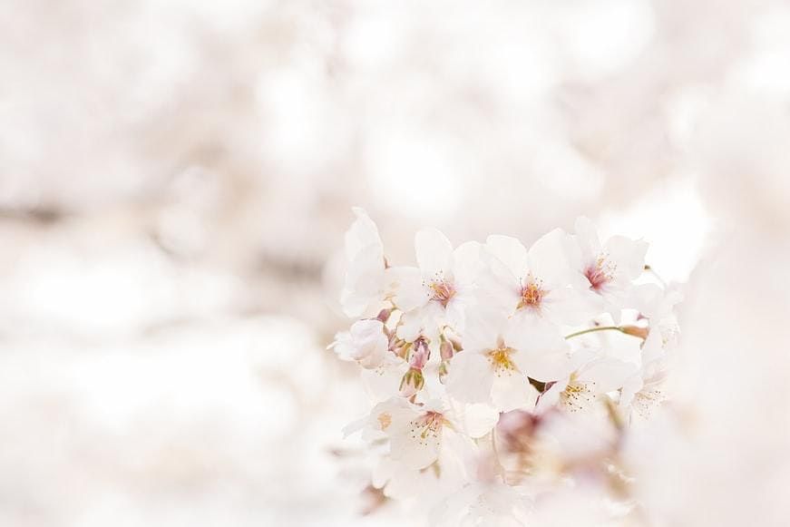 Santo cherry in blossom site Domingo dating Cherry blossoms