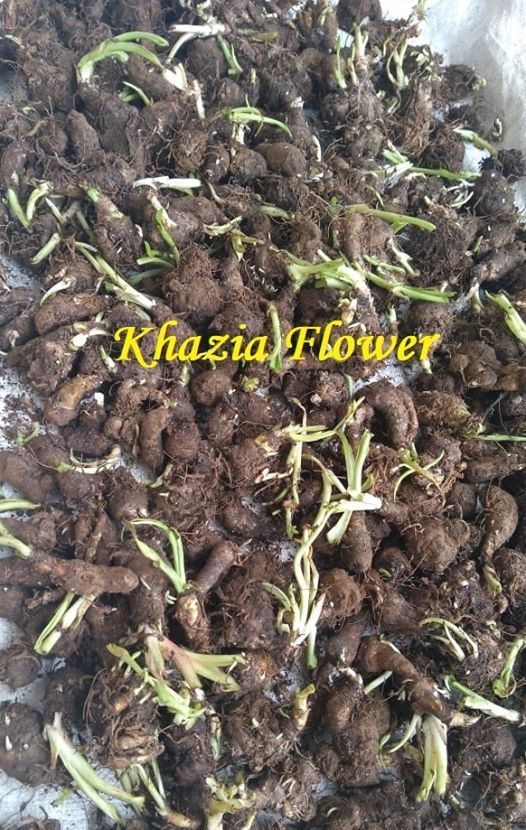 Cara Mudah dan sederhana Menanan Bunga Sedap Malam di Cara Mudah dan sederhana Menanan Bunga Sedap Malam di