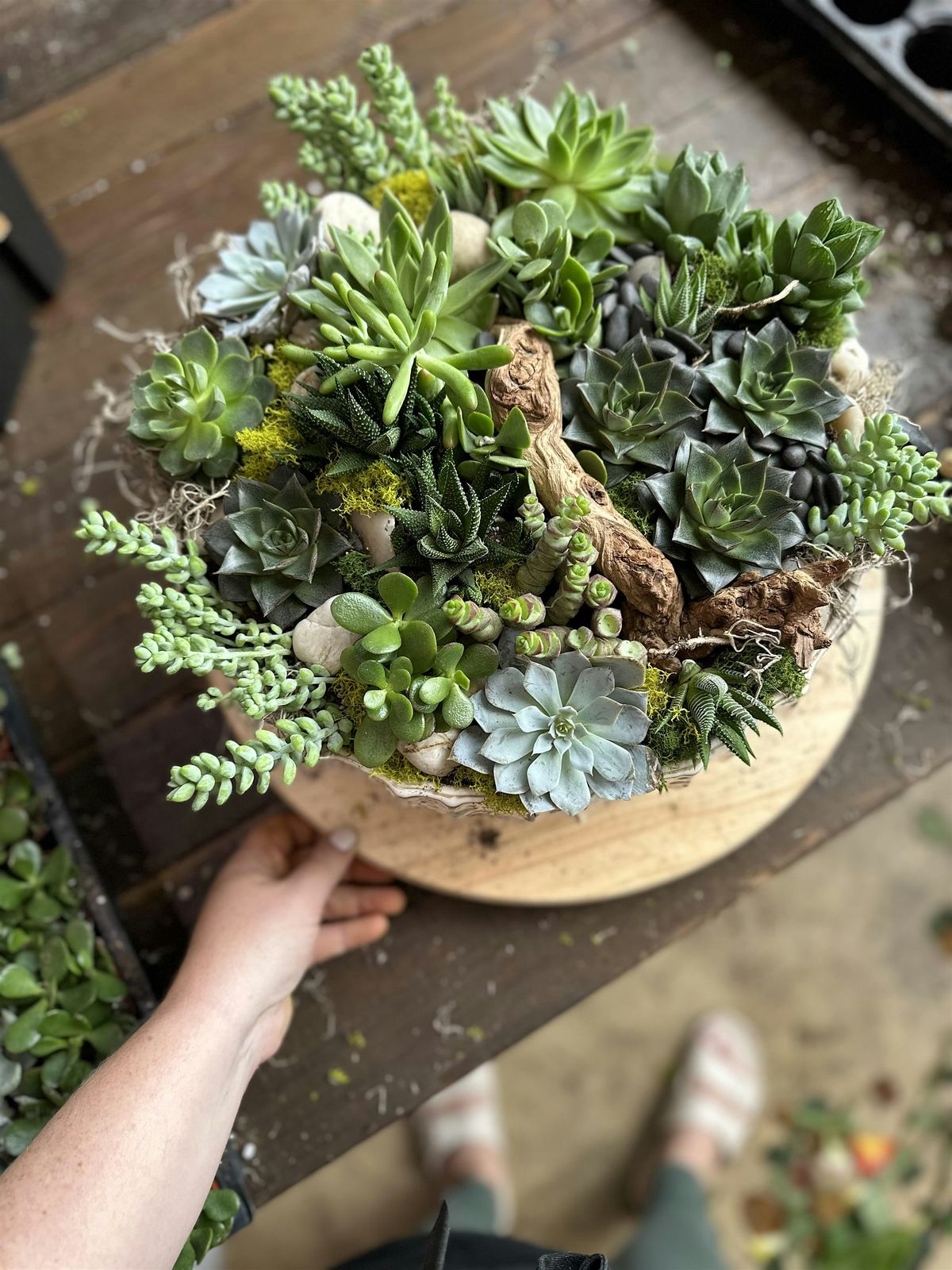 IN STUDIO - Succulent Garden, 30 July | Event in Alexandria | AllEvents