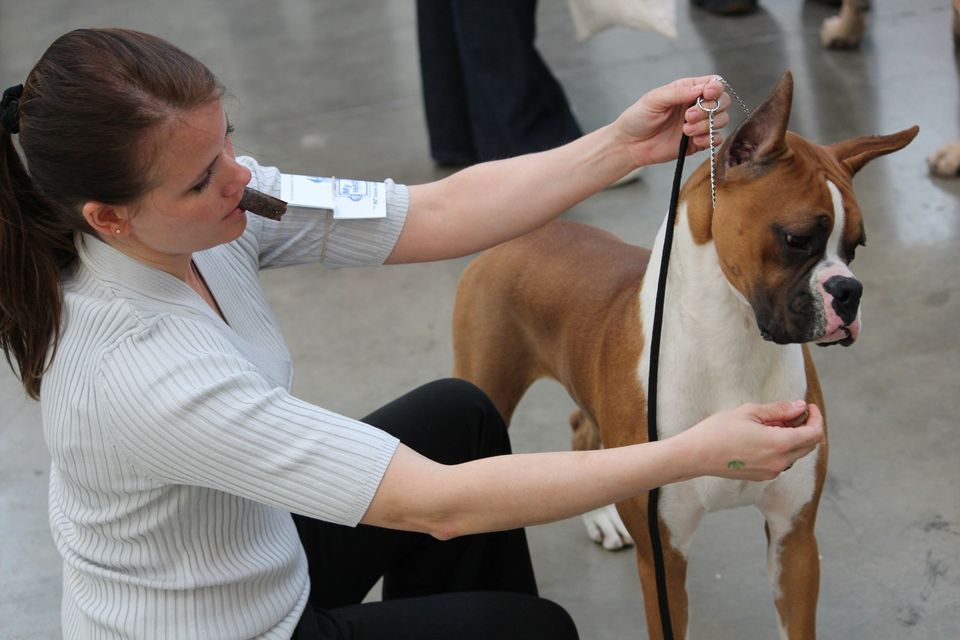 IABCAs 2024 Peace Arch Sieger International Dog Show, The Northwest