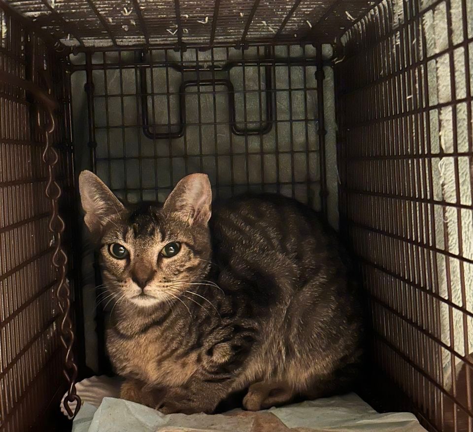 PALS September 27th TNR clinic! , 215 W San Antonio street San Marcos