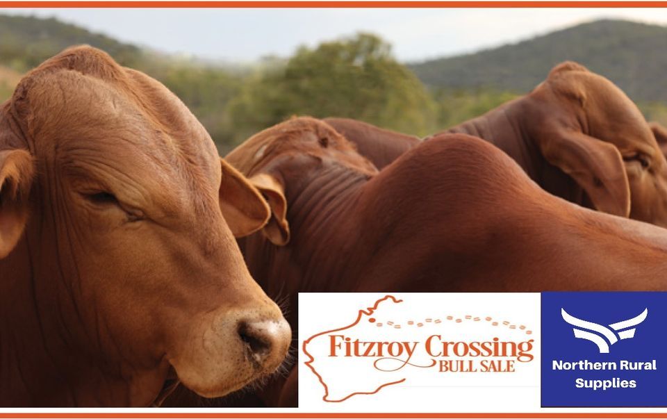 Northern Rural Supplies 2022 Fitzroy Crossing Bull Sale, Fitzroy