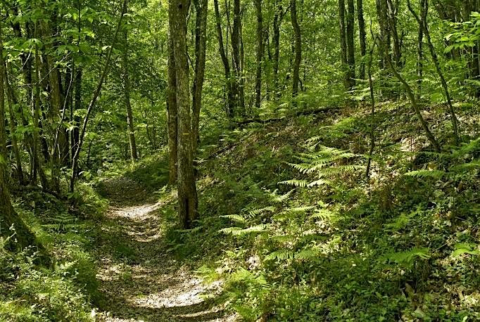 ATELIER : Menons l’enquête, les trésors de la forêt, Peyrilles, 21 ...