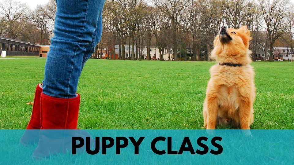 PUPPY CLASS, Sit Happens Dog Training, Lafayette, October 9 2023 AllEvents.in
