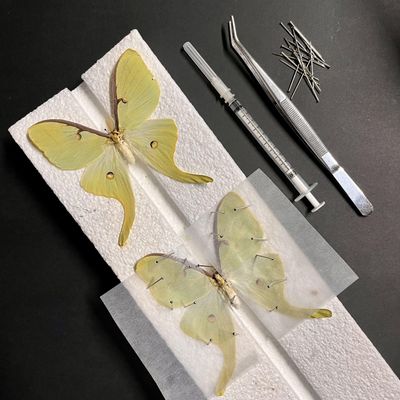 Map of the best kelowna holiday lights in 2020 Luna Moth Pinning, Pretty Dead Taxidermy, Vancouver, December 14 2022 | AllEvents.in